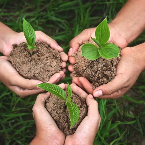 Ecology & Environment WordPress Theme for About us Hands planting seeds in soil to promote gardening, sustainability, and eco-friendly living